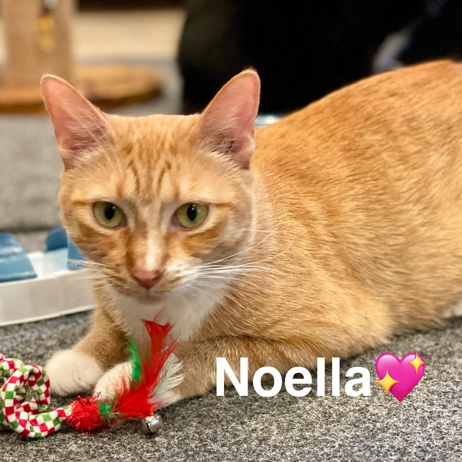 Noella, Young Female Tabby
