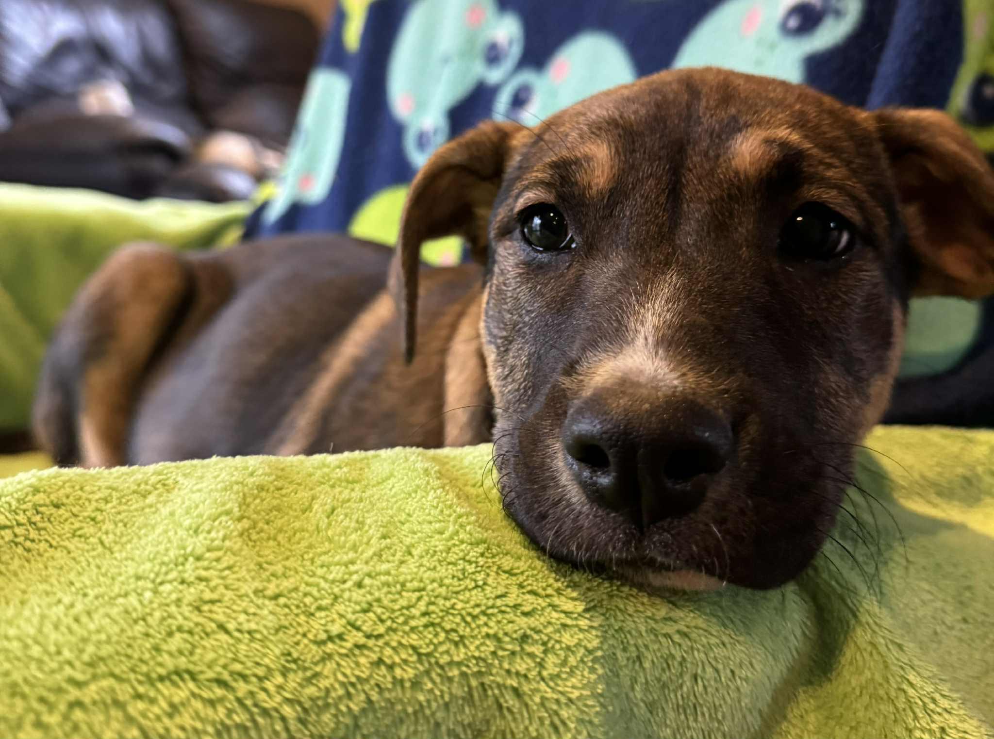 Enlarge Peeper, a Adoptable Mixed Breed in Jarrettsville, MD image 3/4