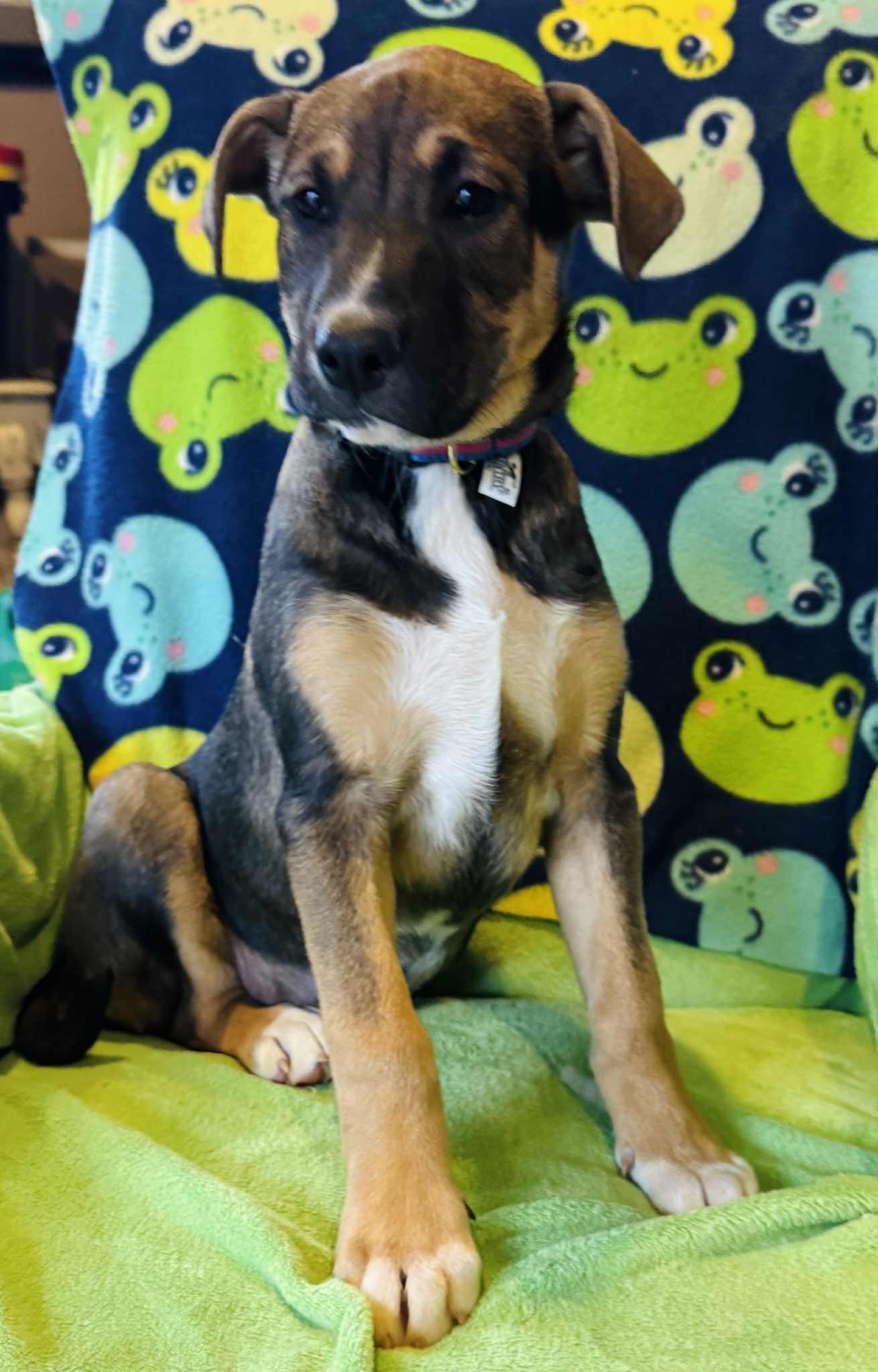 Enlarge Peeper, a Adoptable Mixed Breed in Jarrettsville, MD image 4/4