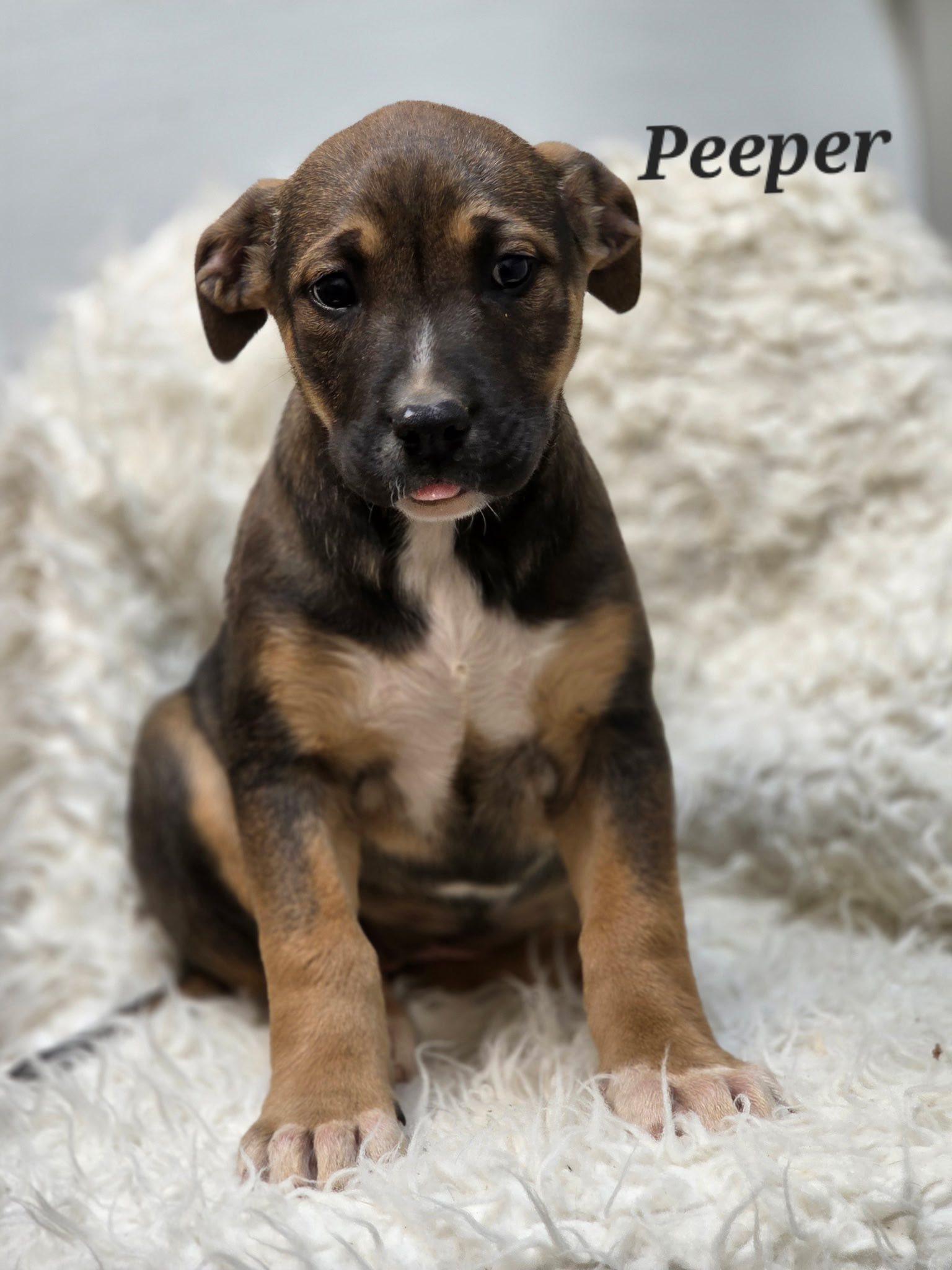 Peeper, Adoptable, Puppy Female Mixed Breed.