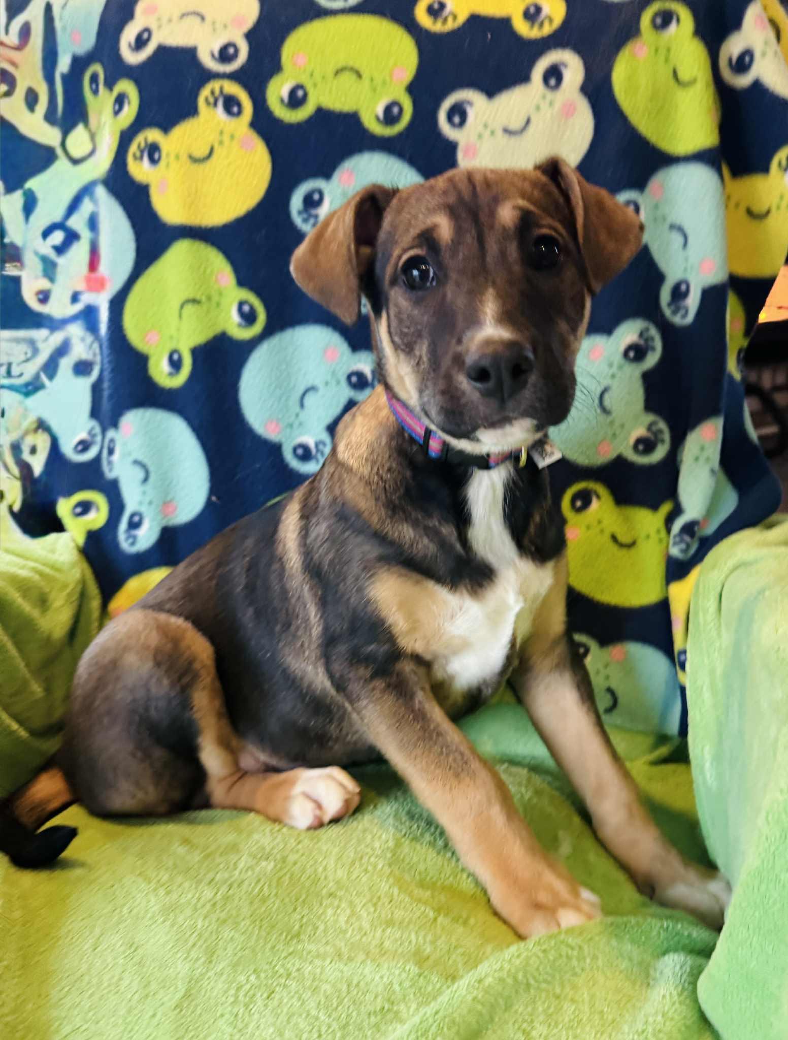 Enlarge Peeper, a Adoptable Mixed Breed in Jarrettsville, MD image 2/4