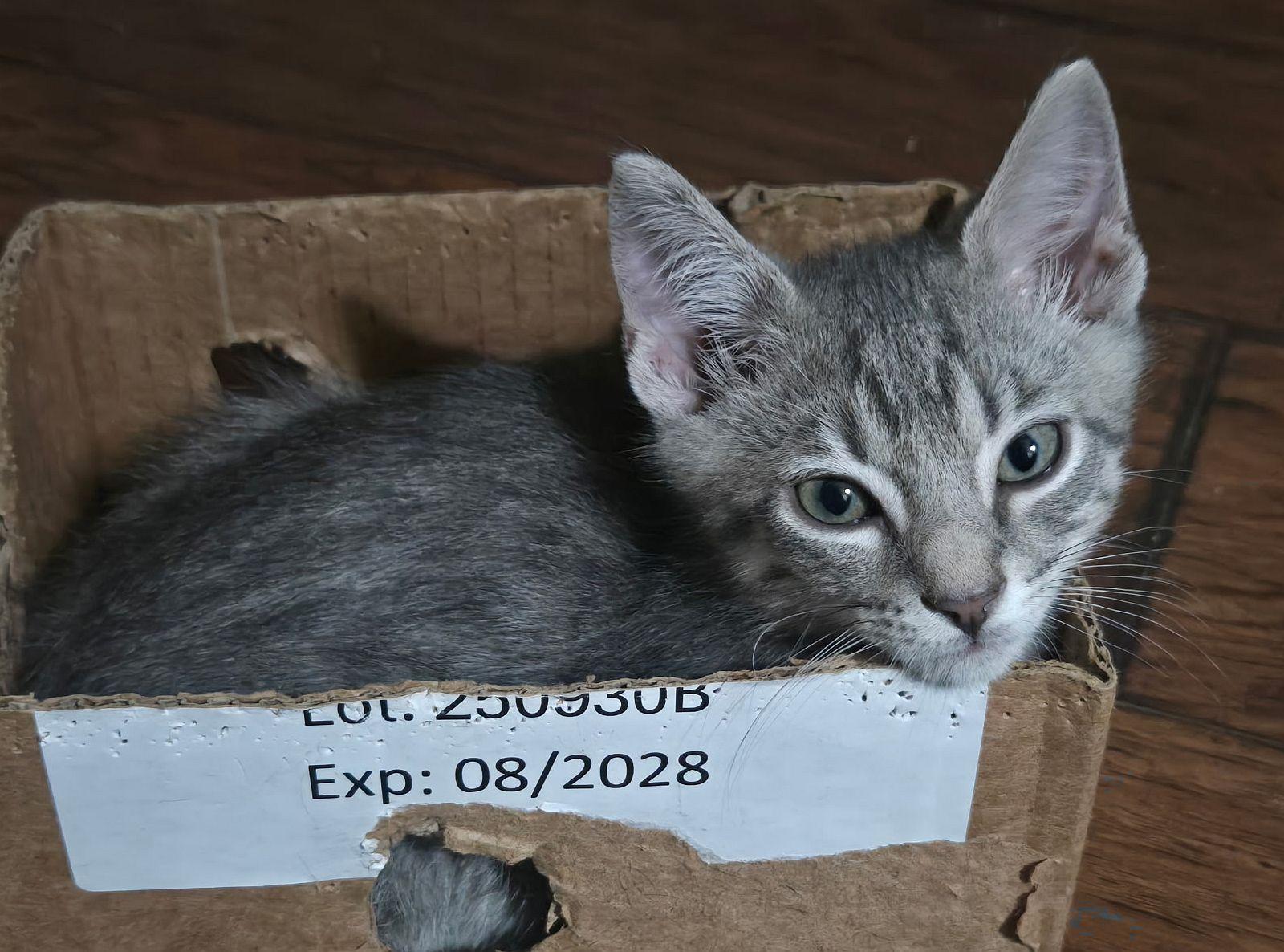 Enlarge Voyager, a Adoptable Domestic Short Hair in Seal Beach, CA image 1/3