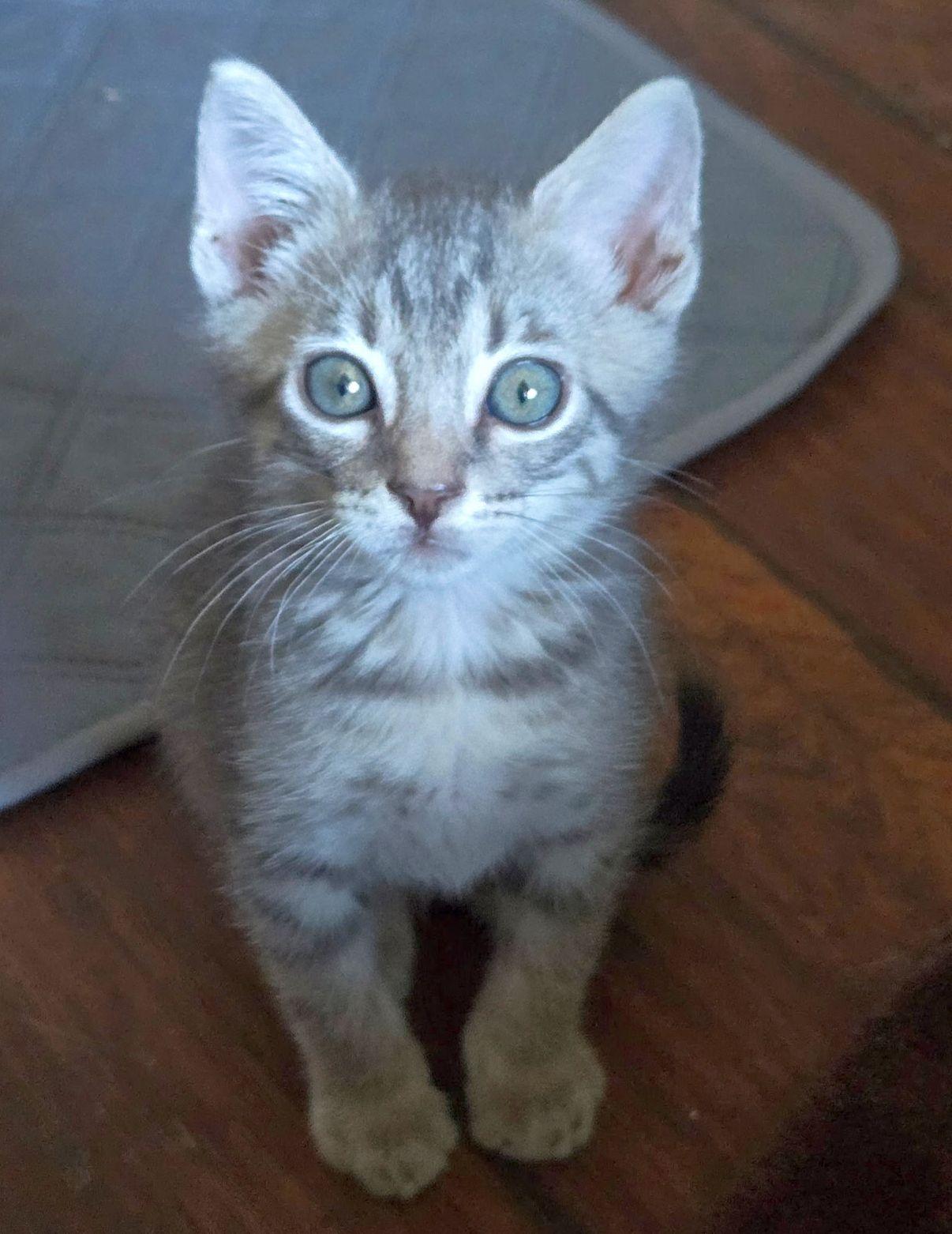 Enlarge Voyager, a Adoptable Domestic Short Hair in Seal Beach, CA image 2/3