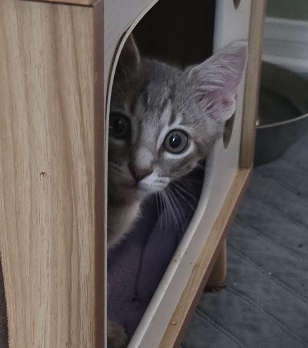 Enlarge Voyager, a Adoptable Domestic Short Hair in Seal Beach, CA image 3/3