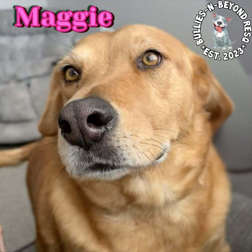 Enlarge Maggie, a Adoptable mixed breed in Omaha, NE image 2/6