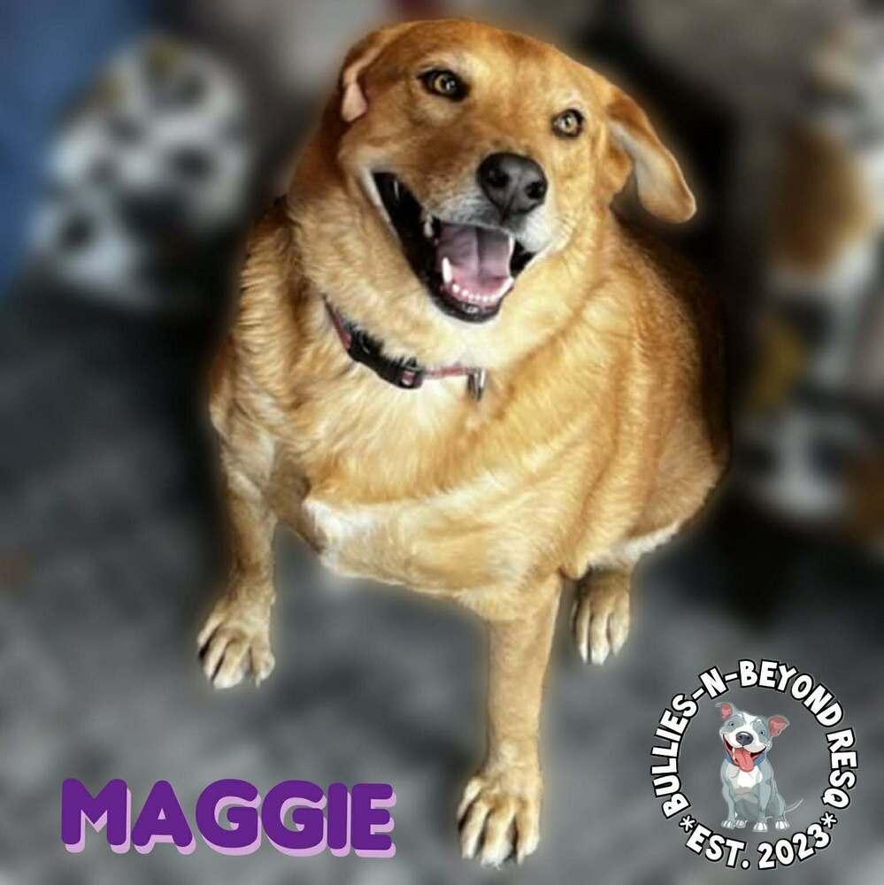 Enlarge Maggie, a Adoptable mixed breed in Omaha, NE image 3/6