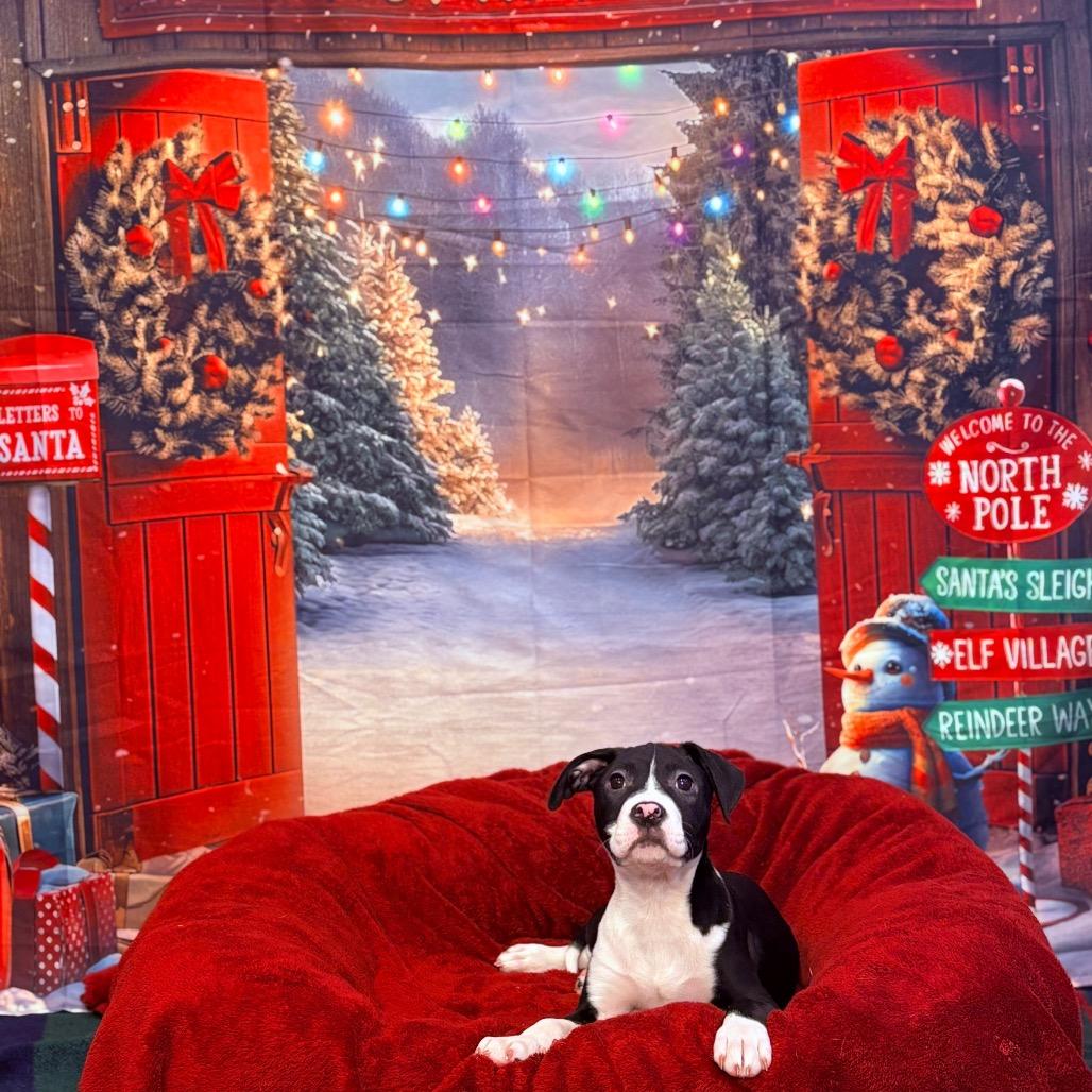 Charlie, adoptable, Puppy Male Mixed Breed.