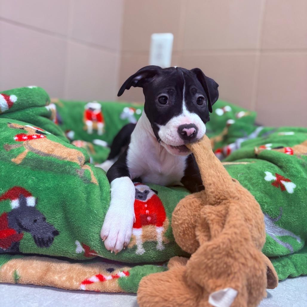 Charlie, an adoptable Mixed Breed in Fenton, MI image 1/3