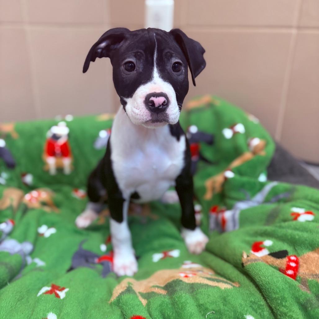 Charlie, an adoptable Mixed Breed in Fenton, MI image 2/3