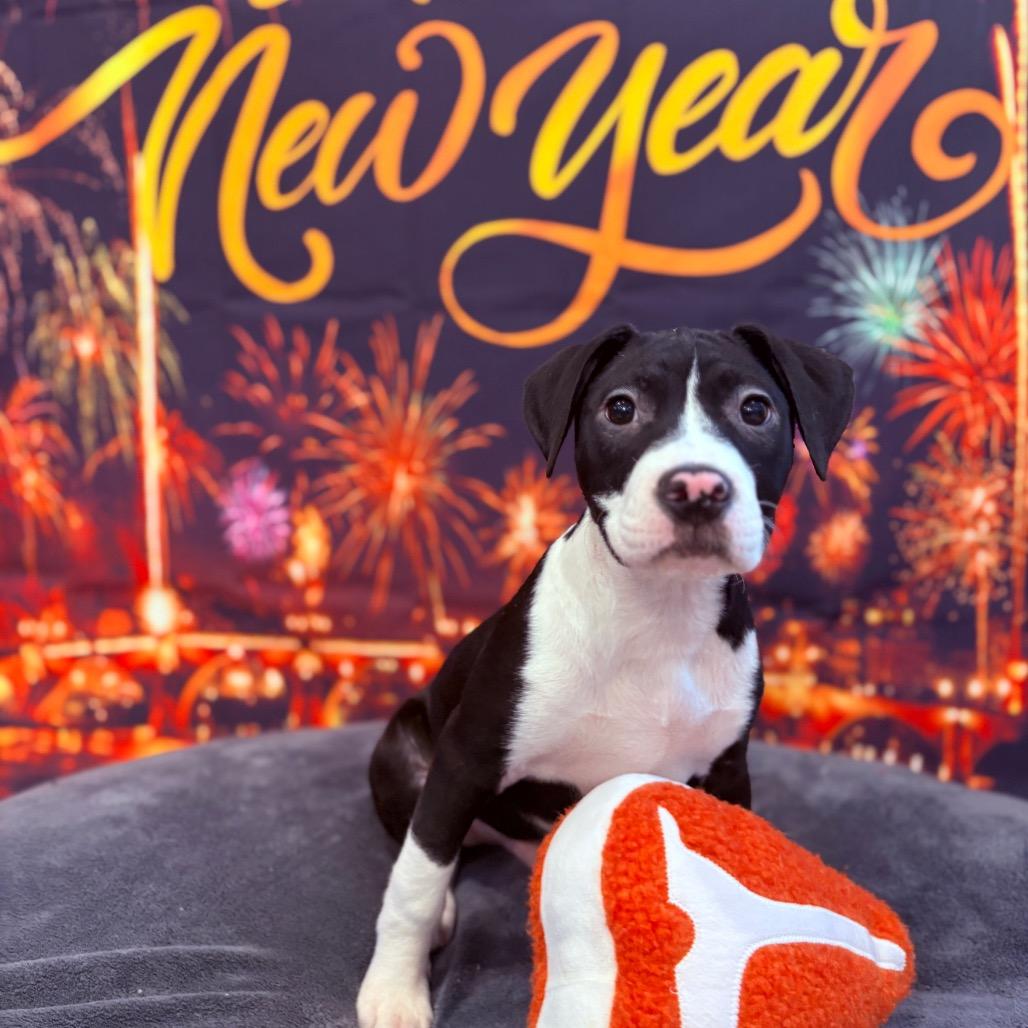 Enlarge Charlie, an adopted Mixed Breed in Fenton, MI image 2/3