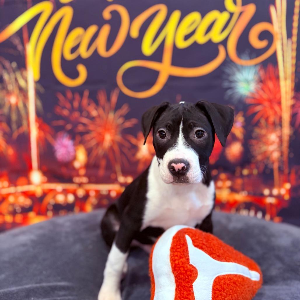 Enlarge Charlie, an adopted Mixed Breed in Fenton, MI image 1/3