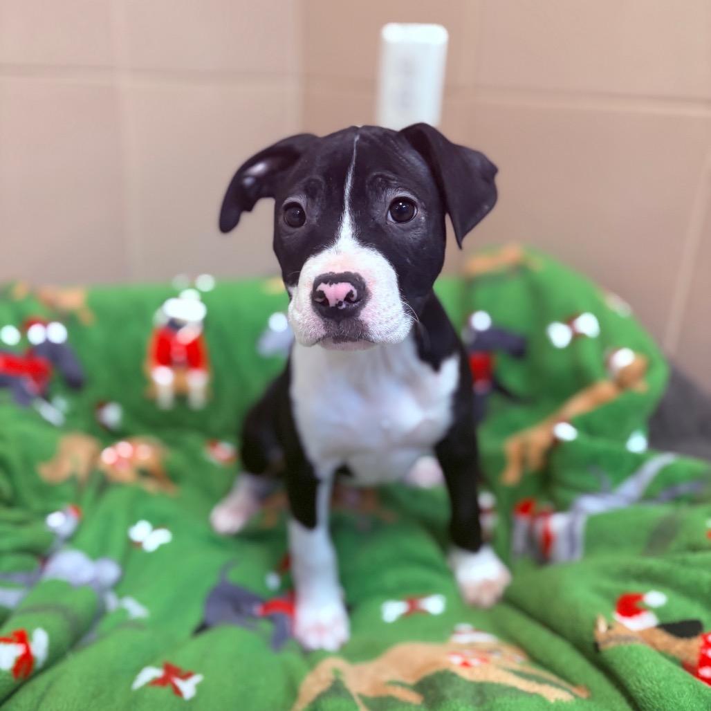 Charlie, an adoptable Mixed Breed in Fenton, MI image 3/3