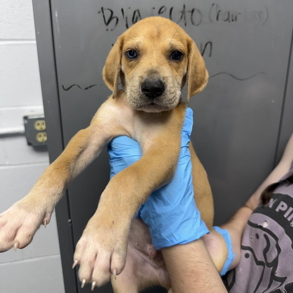 Enlarge Agriculture, a Adoptable mixed breed in Hattiesburg, MS image 1/1