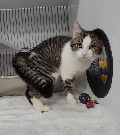 Enlarge Molasses, a Adoptable mixed breed in Elmira, NY image 1/1