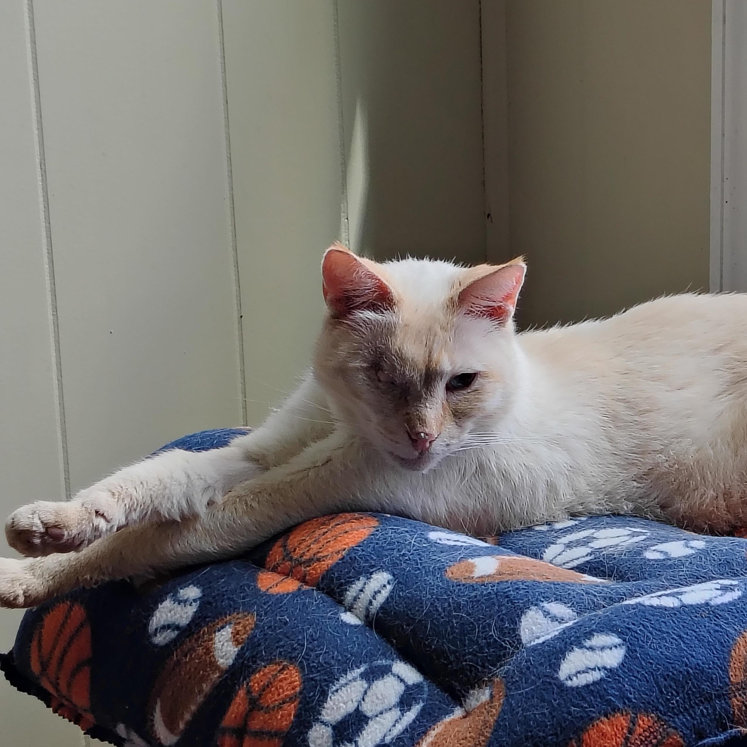 Enlarge Nittany & TT, a ADOPTABLE mixed breed in Montour Falls, NY image 2/4