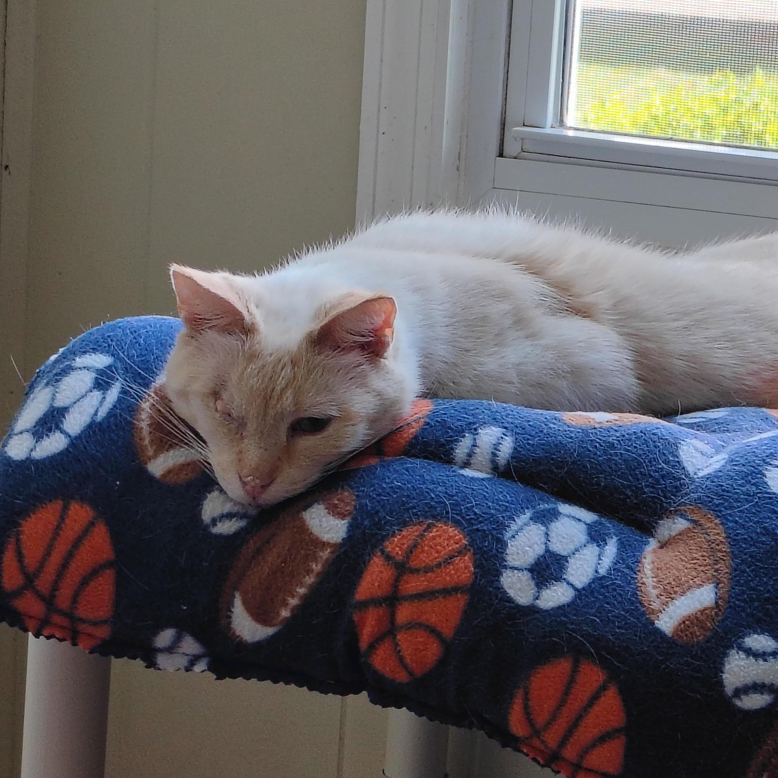 Nittany & TT, ADOPTABLE, Adult Male Siamese & Domestic Short Hair.