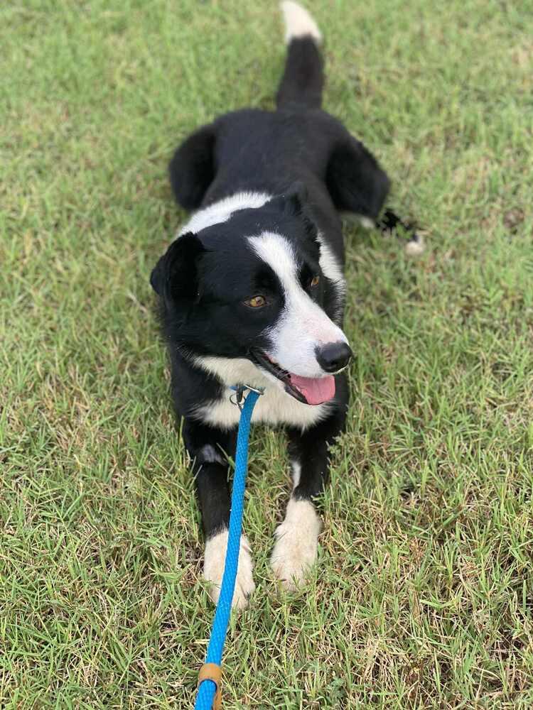 Hendrix, Adoptable, Adult Male Border Collie.