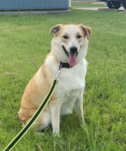 Banner, Adoptable, Adult Male Shepherd & Mixed Breed.