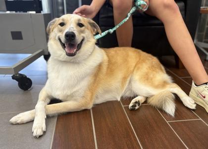 Enlarge Banner, a Adoptable mixed breed in Fort Worth, TX image 2/3