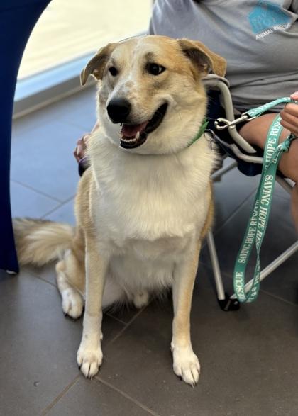 Enlarge Banner, a Adoptable mixed breed in Fort Worth, TX image 3/3