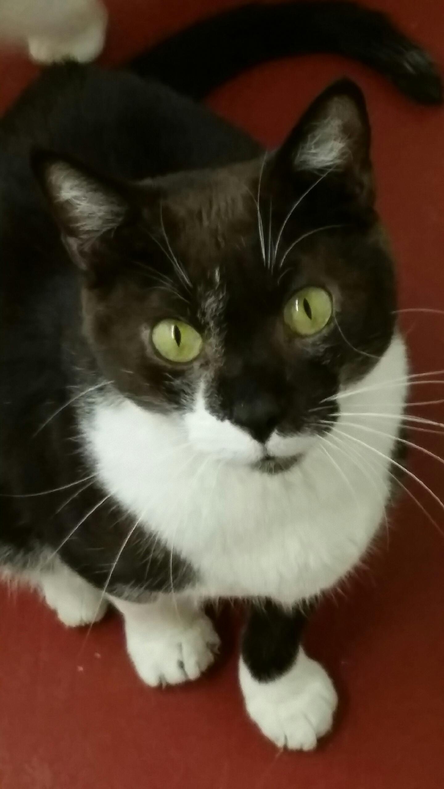 Maestro, a Adoptable Tuxedo in Kansas City, MO image 1/3