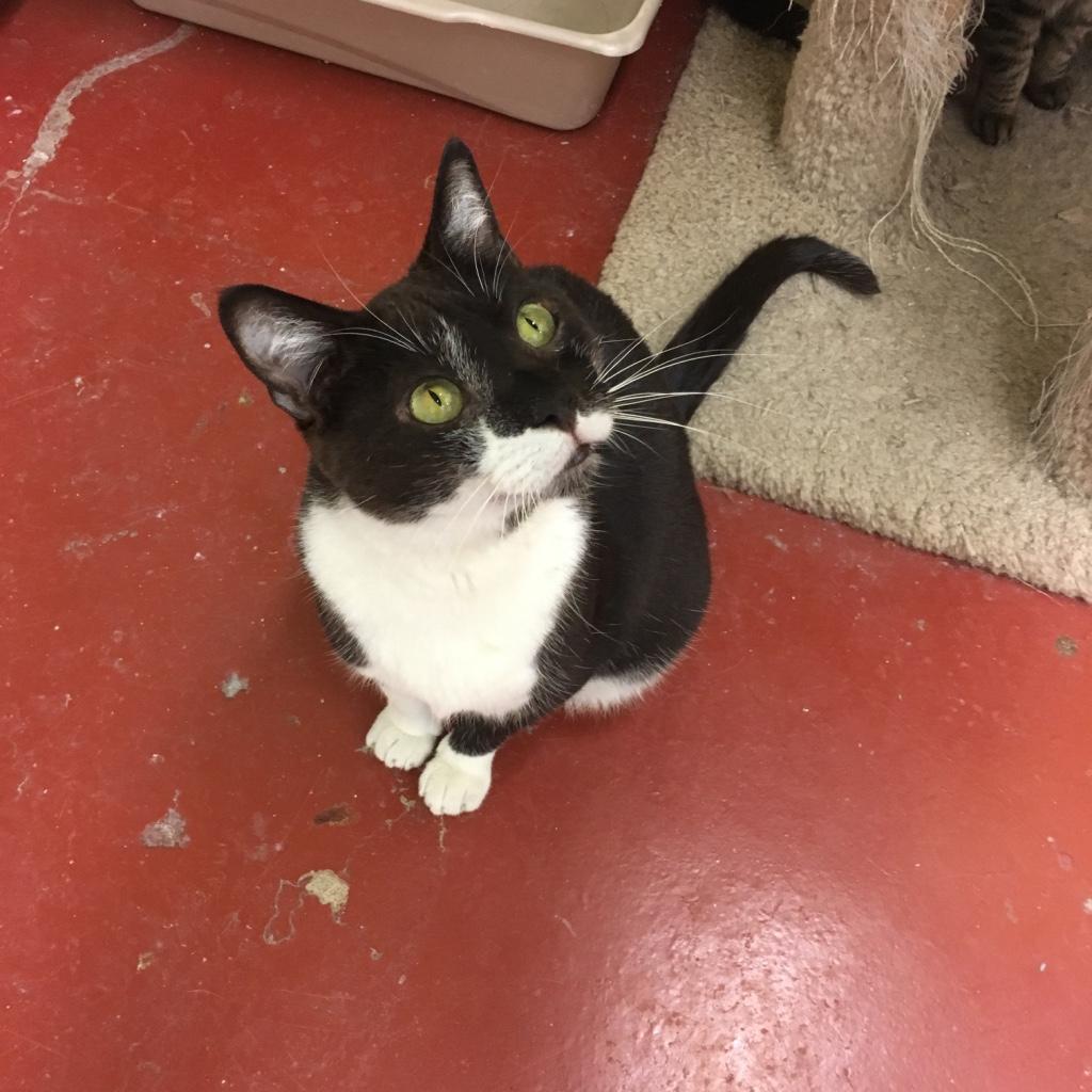 Maestro, a Adoptable Tuxedo in Kansas City, MO image 2/3