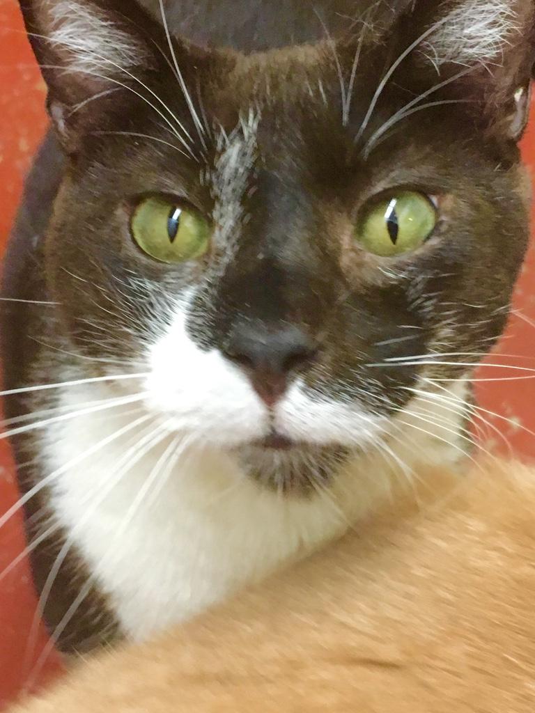 Maestro, a Adoptable Tuxedo in Kansas City, MO image 3/3