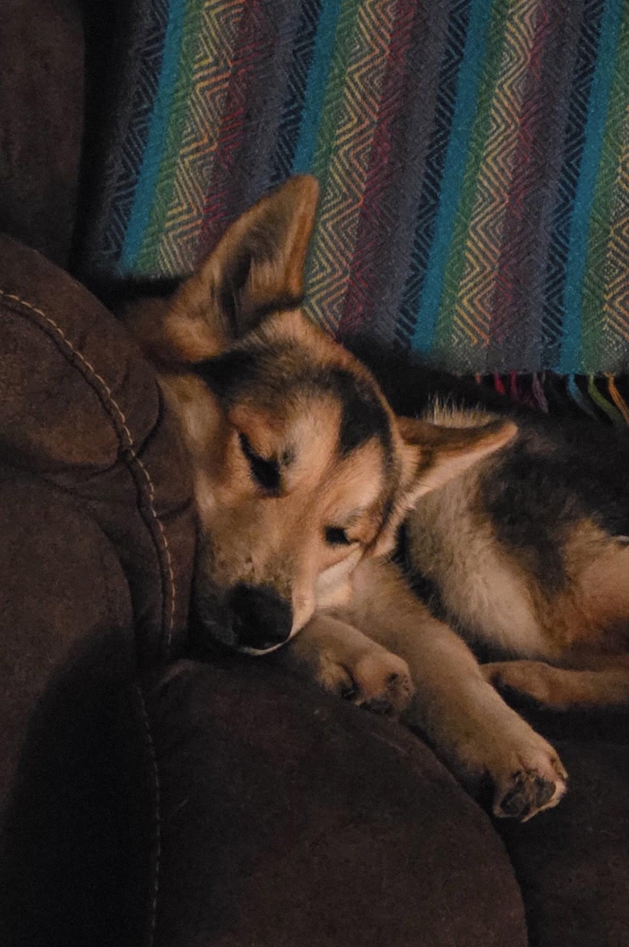Sylvie, Adoptable, Young Female Shiba Inu & Siberian Husky.