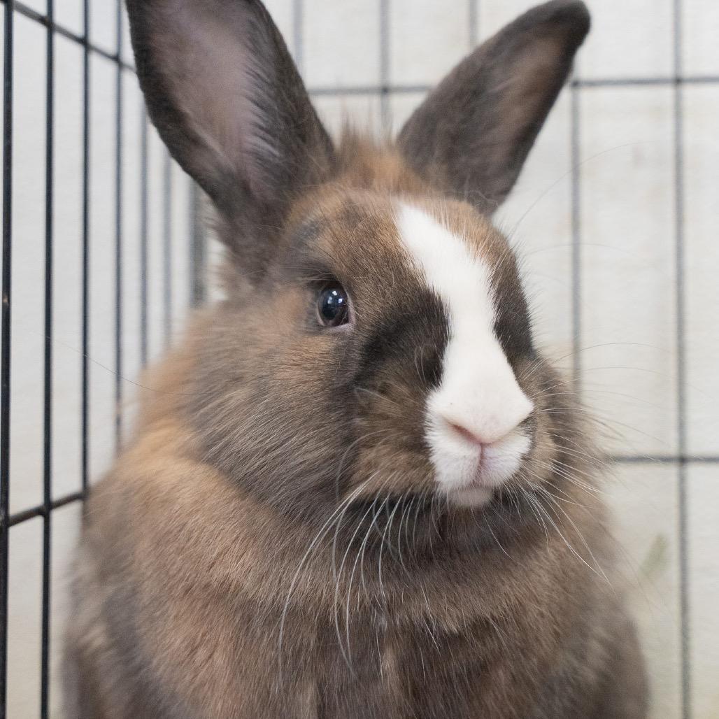 Bale, Adoptable, Young Male Lionhead.