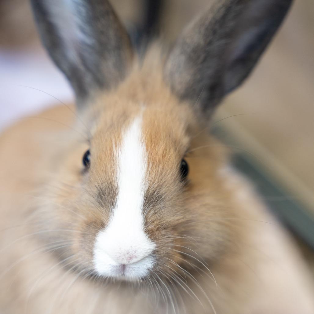 Enlarge Bale, a Adoptable Lionhead in Kennesaw, GA image 2/3