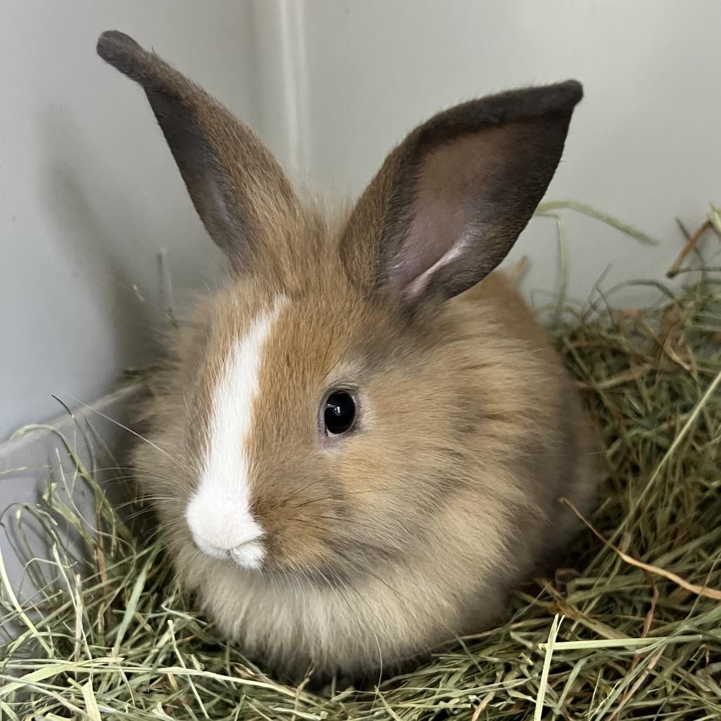 Enlarge Bale, a Adoptable Lionhead in Kennesaw, GA image 3/3