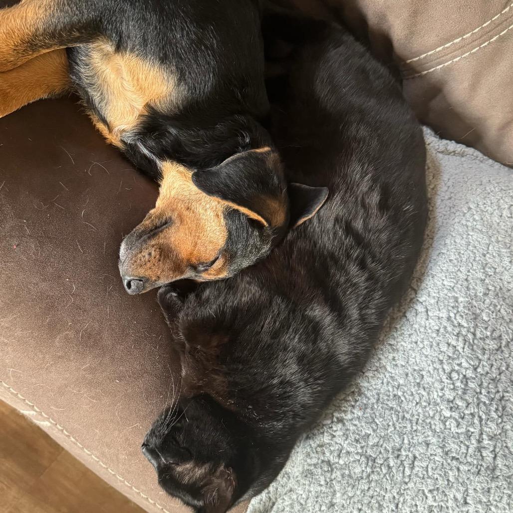 Brownie, Adoptable, Young Female Mixed Breed.