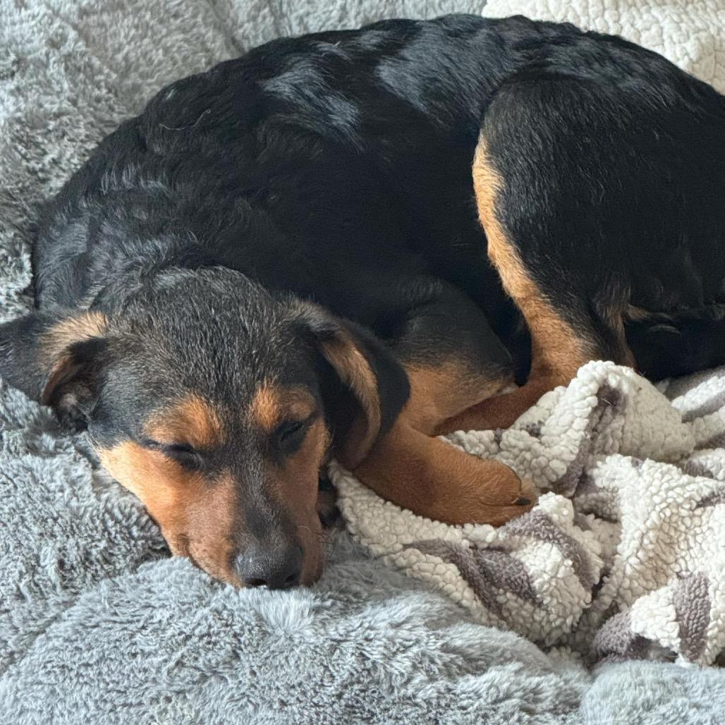 Enlarge Brownie, a Adoptable Mixed Breed in Joliet, IL image 2/6