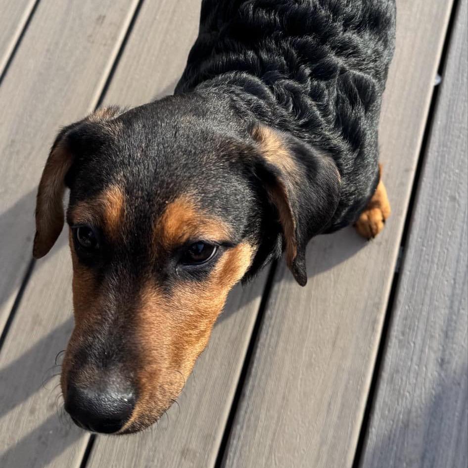 Enlarge Brownie, a Adoptable Mixed Breed in Joliet, IL image 3/6