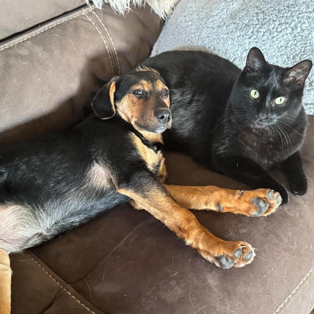 Enlarge Brownie, a Adoptable Mixed Breed in Joliet, IL image 4/6