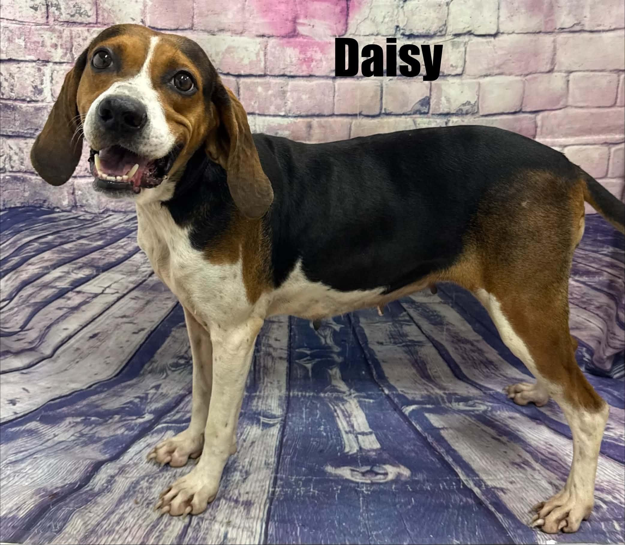 Enlarge Daisy, a Adoptable mixed breed in Quincy, MI image 1/2