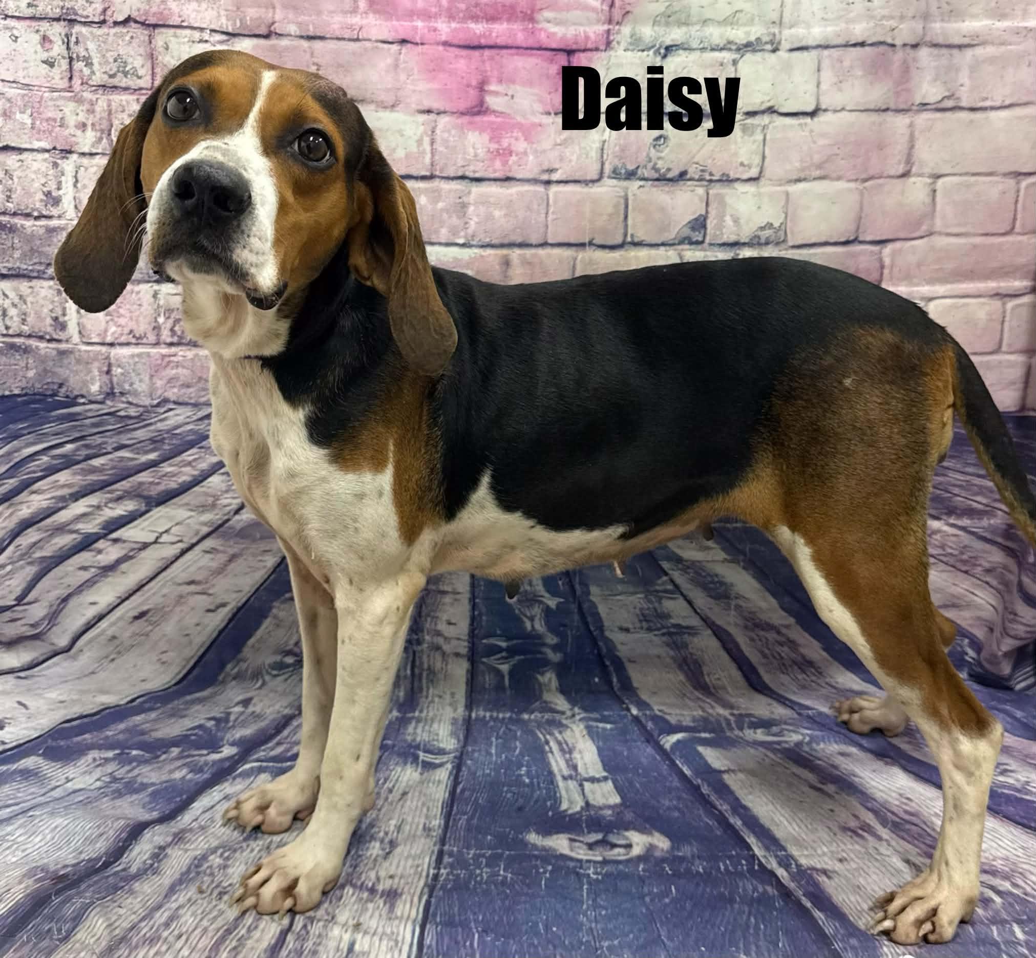 Enlarge Daisy, a Adoptable mixed breed in Quincy, MI image 2/2