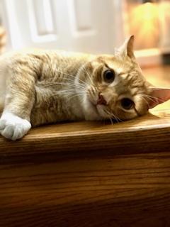 Enlarge Buddy , an adopted Domestic Short Hair in Fairfax, VA image 2/5