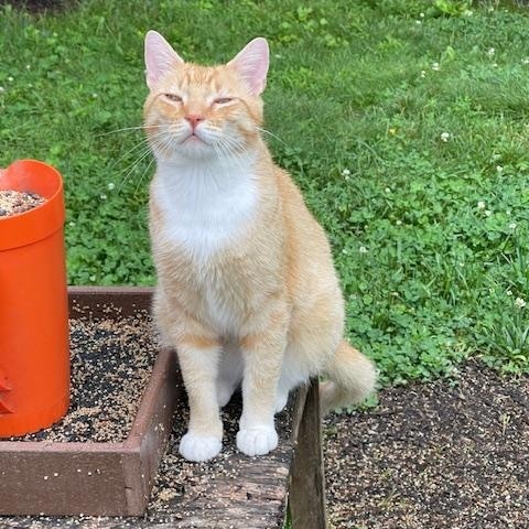 Enlarge Buddy , an adopted Domestic Short Hair in Fairfax, VA image 5/5