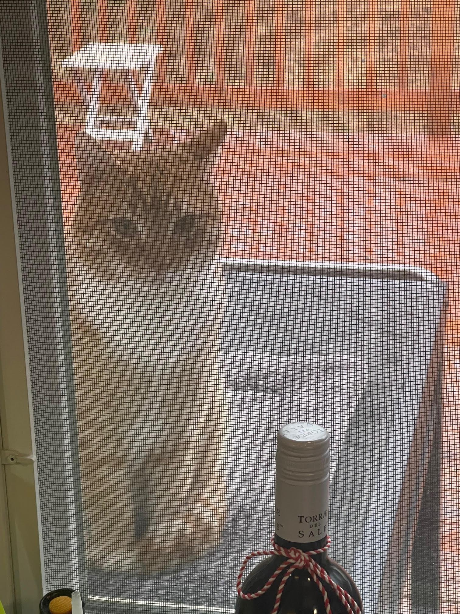 Enlarge Buddy , an adopted Domestic Short Hair in Fairfax, VA image 3/5