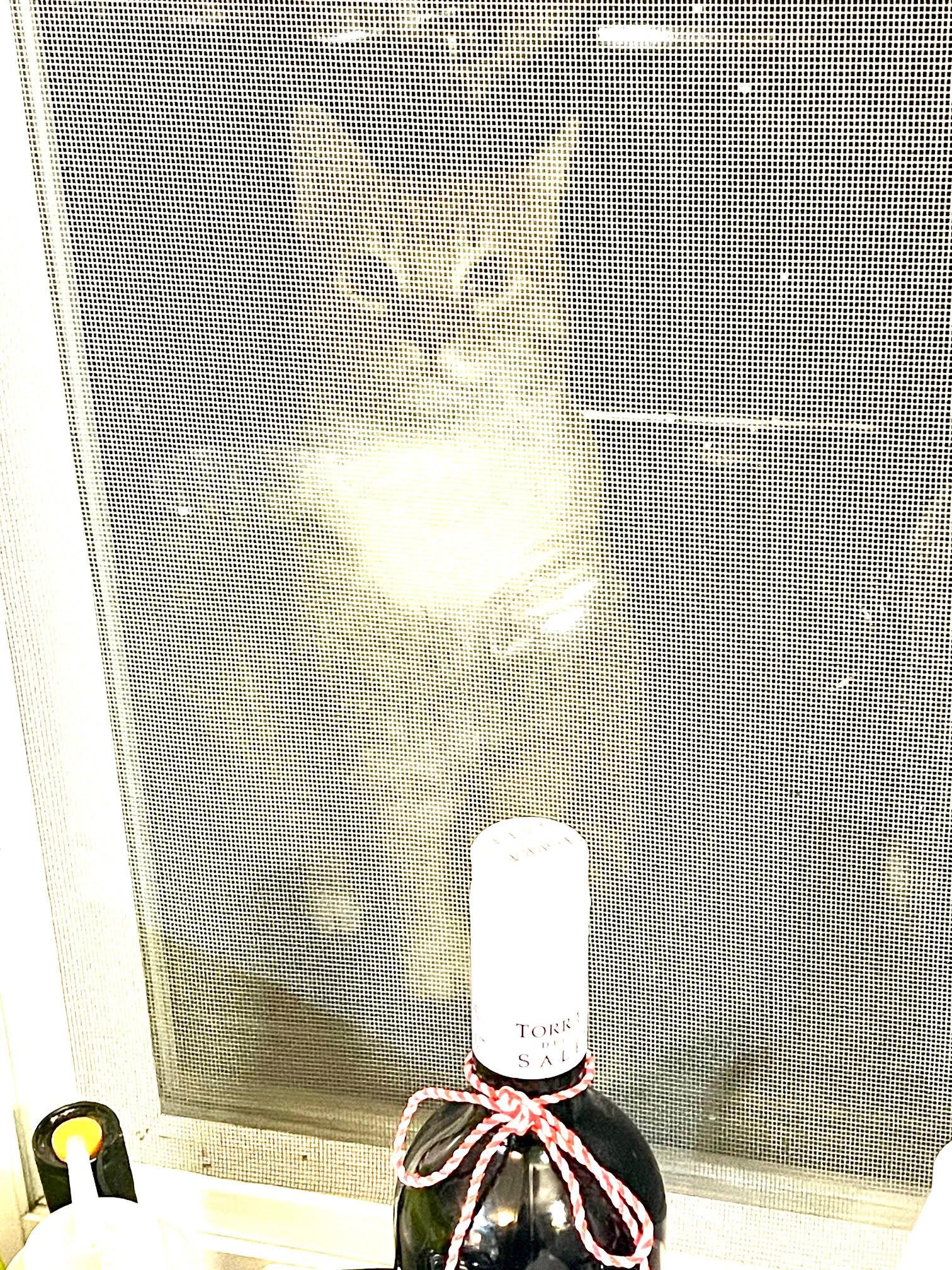 Enlarge Buddy , an adopted Domestic Short Hair in Fairfax, VA image 4/5