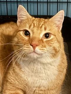 Buddy , adopted, Adult Male Domestic Short Hair.