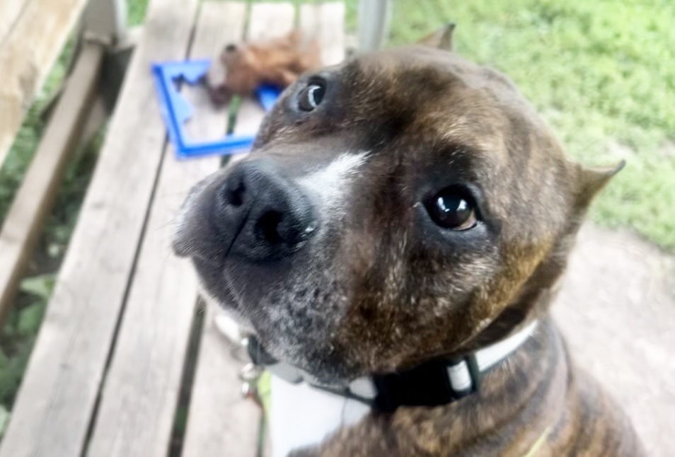 Dog for adoption Blake friendly doofy sweetheart!, a Mixed Breed in