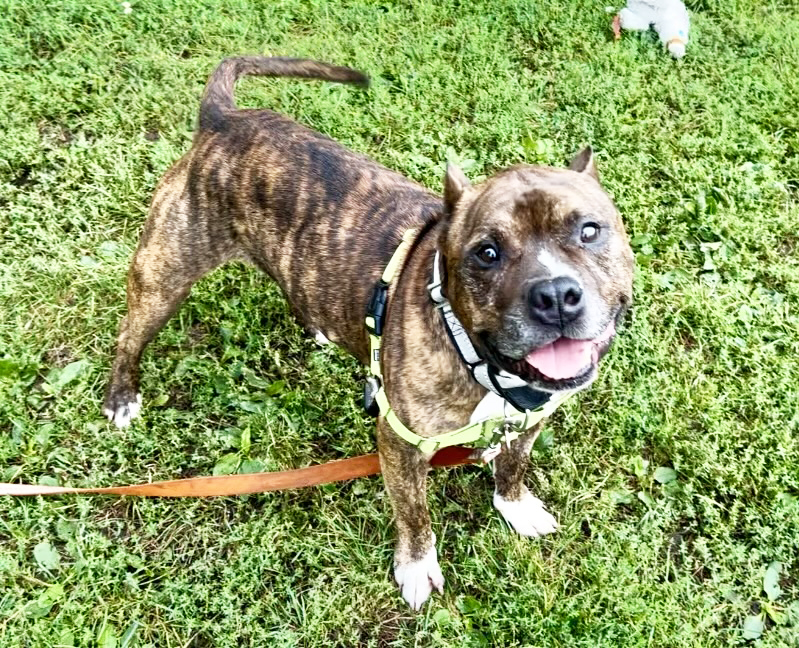 Dog for adoption Blake friendly doofy sweetheart!, a Mixed Breed in