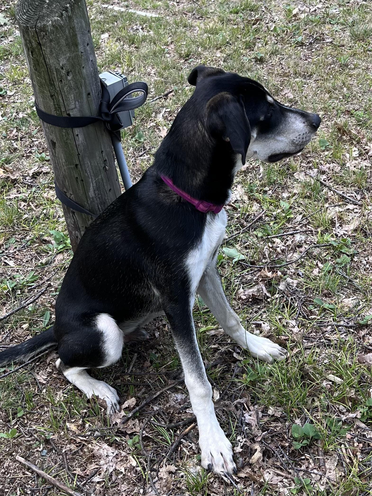 George, a Adoptable mixed breed in Eaton Rapids, MI image 5/6