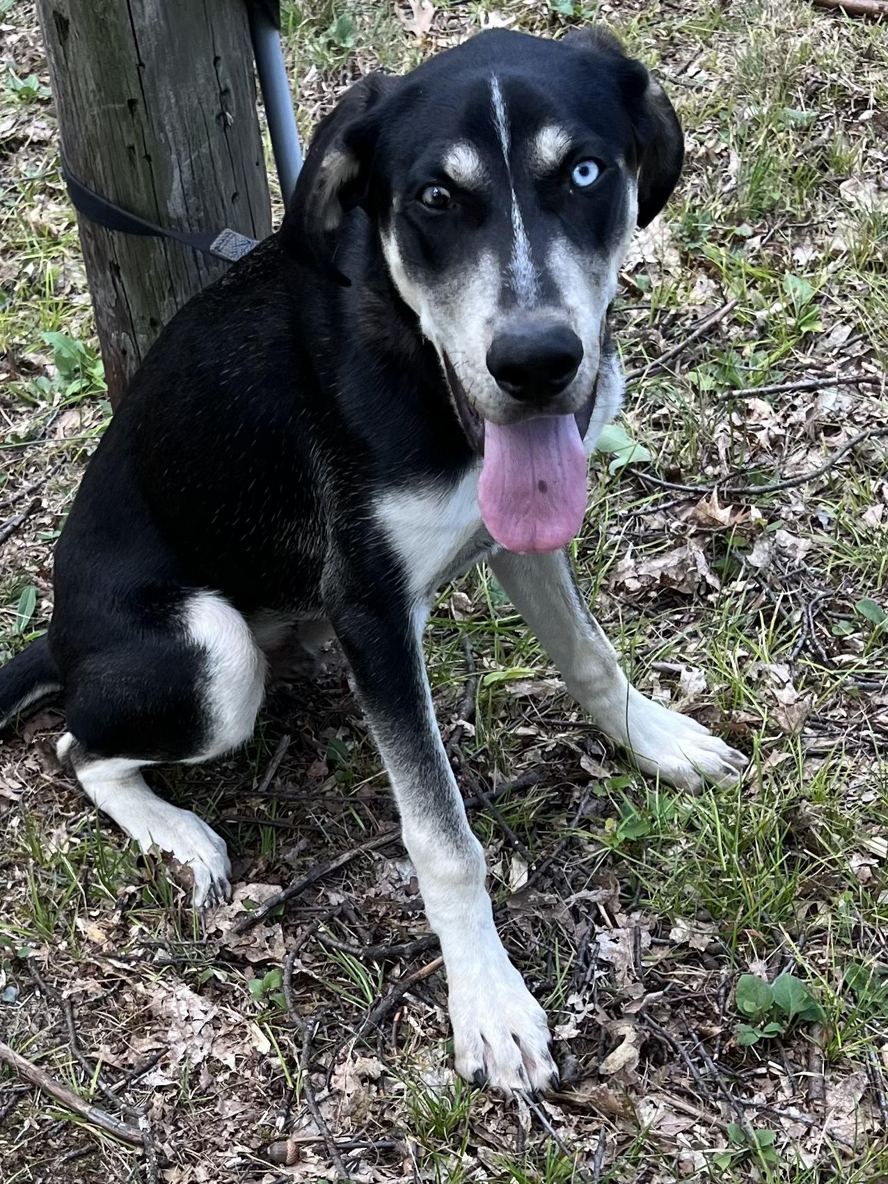 George, Adoptable, Young Male Husky & Hound.