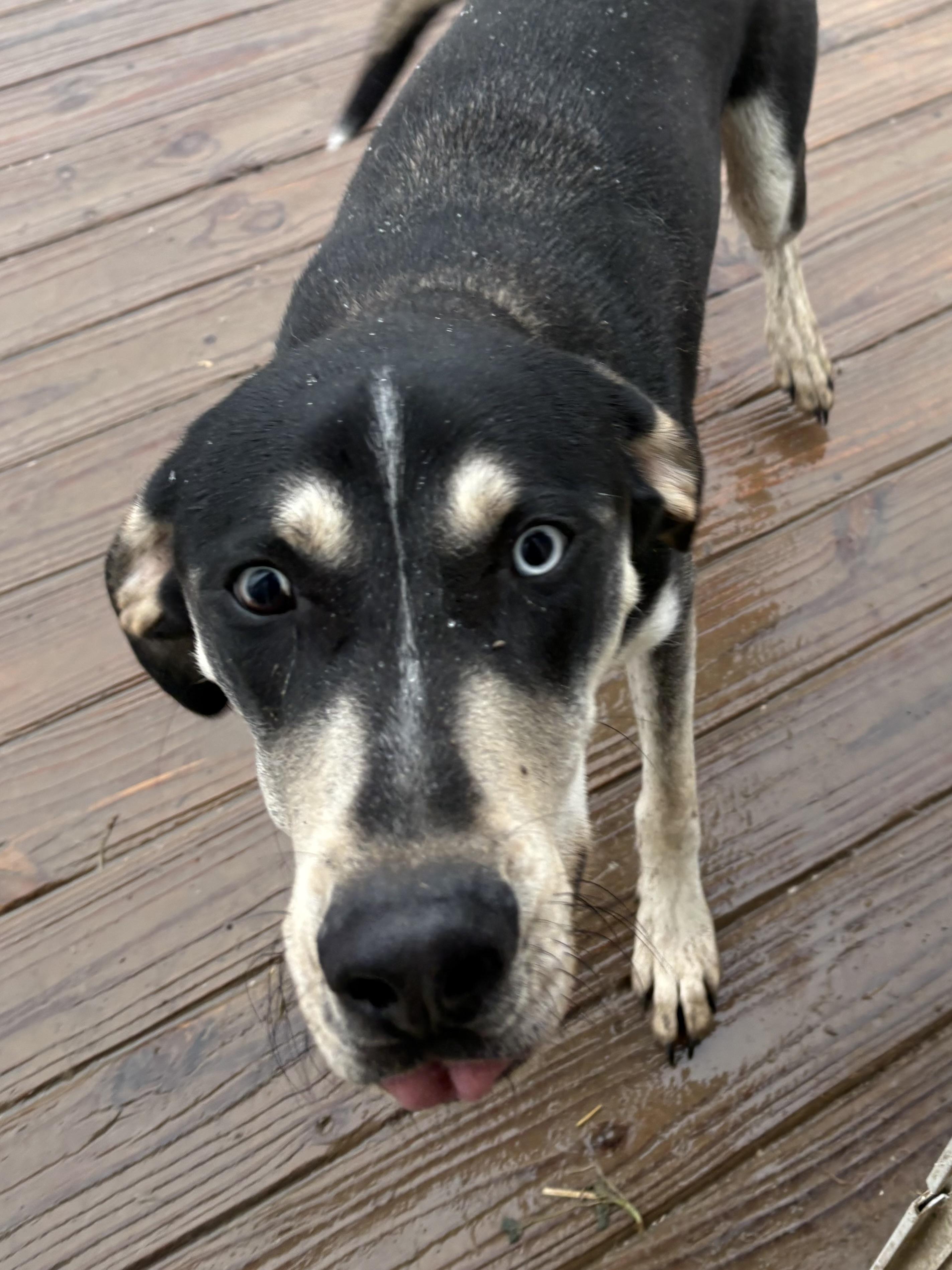 George, Adoptable, Young Male Husky & Hound.