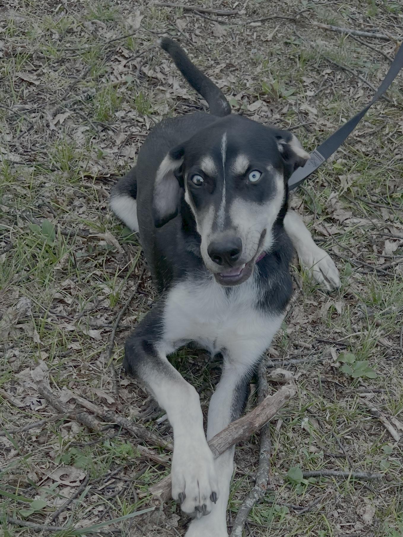 George, a Adoptable mixed breed in Eaton Rapids, MI image 6/6