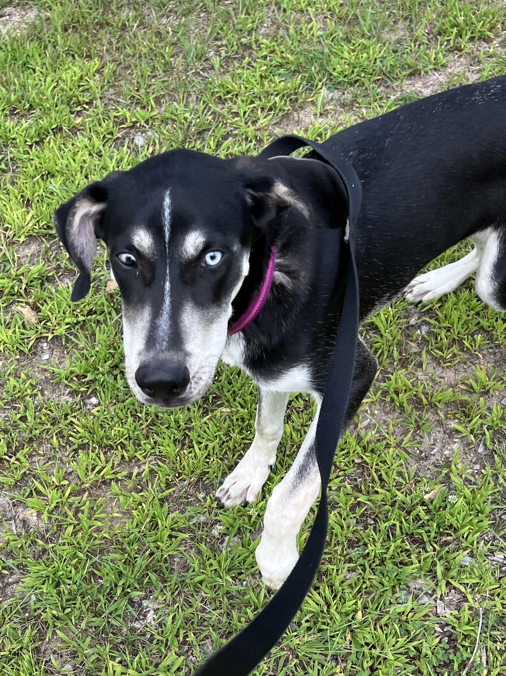 George, a Adoptable mixed breed in Eaton Rapids, MI image 2/6