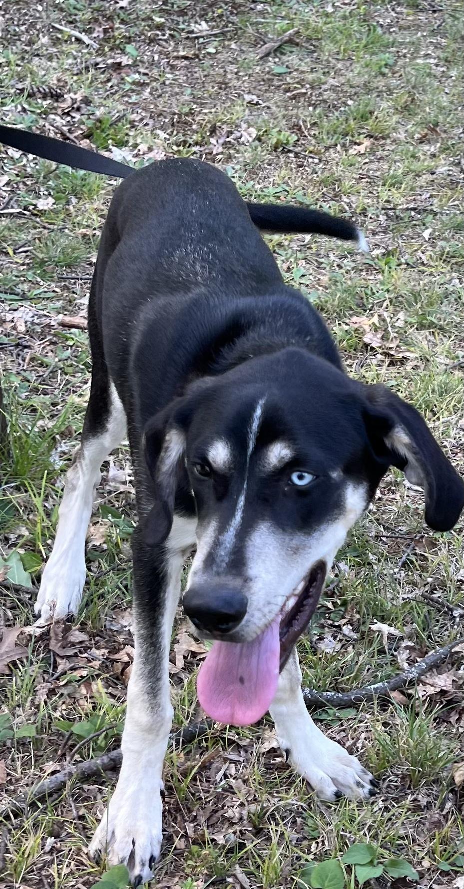 George, a Adoptable mixed breed in Eaton Rapids, MI image 3/6